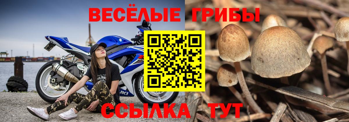 Псилоцибиновые грибы Psilocybe Керчь